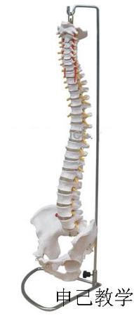 脊椎带盆骨模型（可弯曲）型号：SJ/11105-2