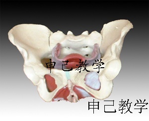 女性盆骨及盆地肌肉模型 型号：SJ/115106