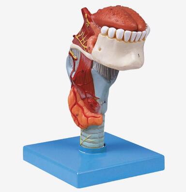 喉连舌、牙模型 型号：SJ/113003