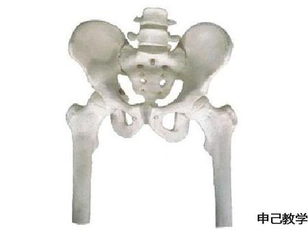 骨盆带两节腰椎附半腿骨模型