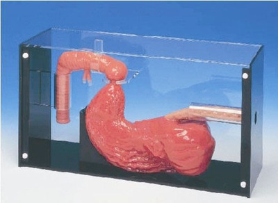  胃镜与ERCP检查训练模型 型号：SJ/LV43