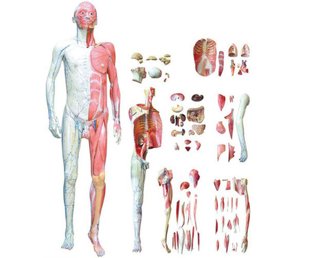  人体全身层次解剖附内脏模型