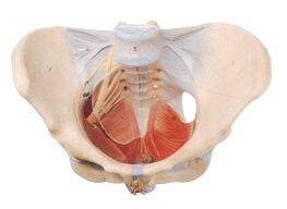 女性骨盆附盆底肌和神经模型 型号：SJ/115106