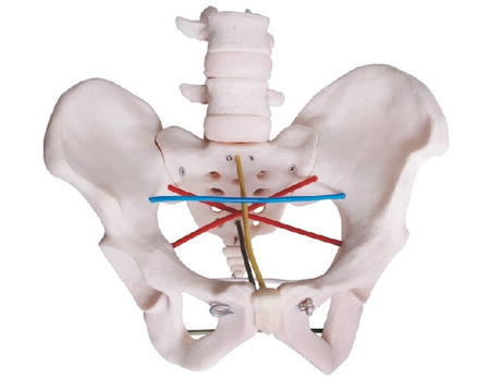  骨盆测量示教模型 型号：SJ/F34