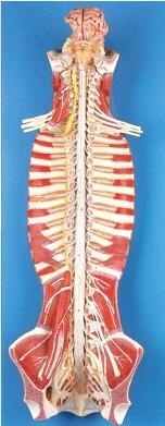 椎管内脊髓与脊神经模型 型号：SJ/118102