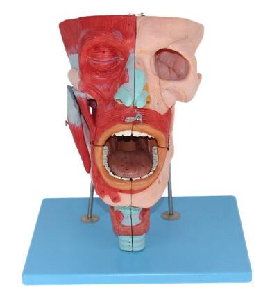 鼻口咽喉腔解剖模型 型号：SJ/113001