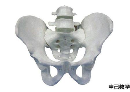  骨盆带两节腰椎模型