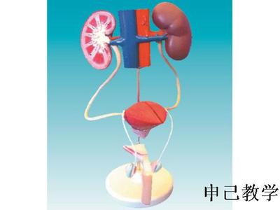 男性泌尿系统生殖模型 型号：SJ/14003