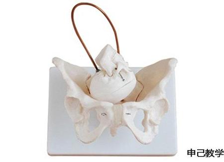 女性盆骨带胎儿头颅骨模型 型号：SJ／11128-1