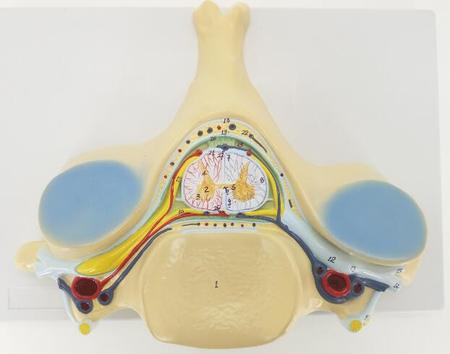 第五颈椎附脊髓和脊神经放大模型 型号：SJ/118104