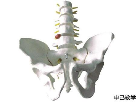  骨盆带五节腰椎模型 型号：SJ11129-3