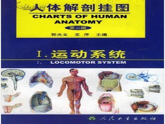 人体解剖挂图-运动系统（51张） 型号：纸制