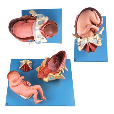 足月胎儿分娩过程模型（3阶段）型号:SJ/142007-4