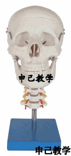 头颅骨带脊椎模型 型号：SJ/11111-3