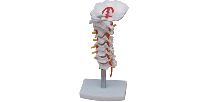 颈椎带颈动脉模型 型号：SJ/11107