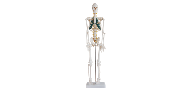 人体骨骼带神经模型 型号：SJ/11101-5