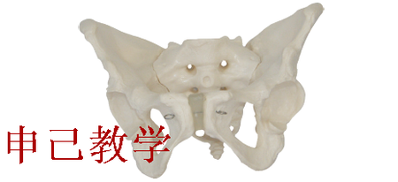 女性盆骨模型 型号：SJ/11128