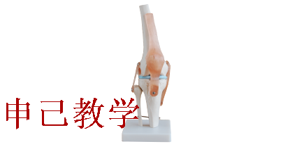 膝关节模型 型号：SJ/11209-5